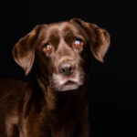 Los perros de Sori. Fotografía de perros - Fotógrafo en AF1QipMclewui1TqcsFaRzuFiRuy2iMiWr4hw2Sr1Trh=w408-h510-k-no