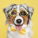 Amigo mío Fotografía - Fotógrafo de perros - Fotógrafo en Madrid AF1QipNSpuXwhN6Ssto1hj0papA22rOTBSmxzLAvxne2=w408-h510-k-no