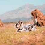 Jesús Capón - Fotografía de mascotas - Fotógrafo en AF1QipNh6RHwfRrjpI0Nd7KuIoHpyBcJVyKZPqpi3D15=w427-h240-k-no