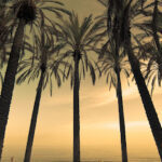 Sebastián César, fotografía en Málaga - Fotógrafo en Torremolinos AF1QipO6VF6C3NxkoiYfqQscrOLVUk1UcV3wWeesvGZr=w426-h240-k-no