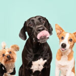 UIUSTUDIO ANIMAL - Fotógrafo en Barcelona AF1QipOezfGHVFGkNtRB7bniPBc9cH3A4ob_svWDxqod=w408-h271-k-no
