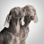 El Estudio Animal - Fotógrafo en AF1QipOfcfuKAp4U5A8ofiymq5TwtonzsjF5VbMfe_Yk=w408-h478-k-no