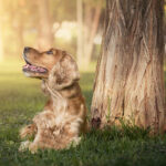Dog on Camera - Fotografía de perros - Fotógrafo en AF1QipOyewmfHfzVicUtcm021veU7UeXbbRN8uyoBVqM=w426-h240-k-no