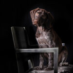 Mascotes de colors - Fotógrafo en Mollet del Vallès AF1QipPpPra485KijVqXUapgtNkJNILEuZkLCDwBPsFz=w408-h408-k-no